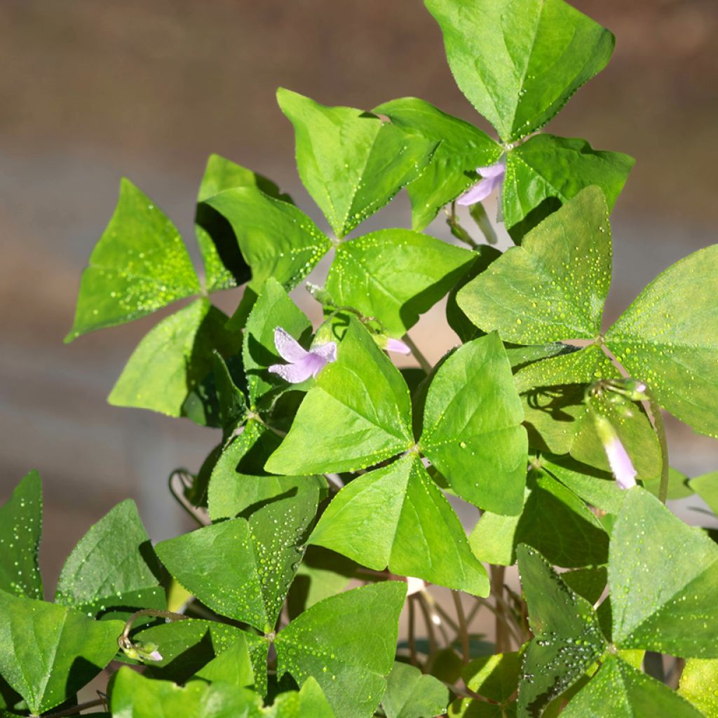 Oxalis triangularis subsp.papilionacea Amber - Oxalis triangulaire, Oxalide triangulaire, Trèfle tubéreux