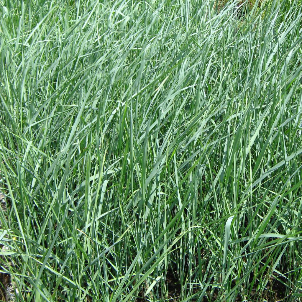 Panic - Panicum amarum