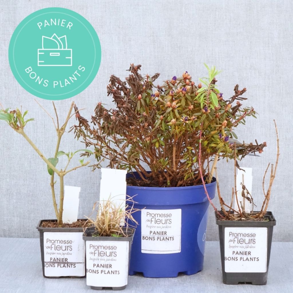 Cesta de Plantas de Calidad