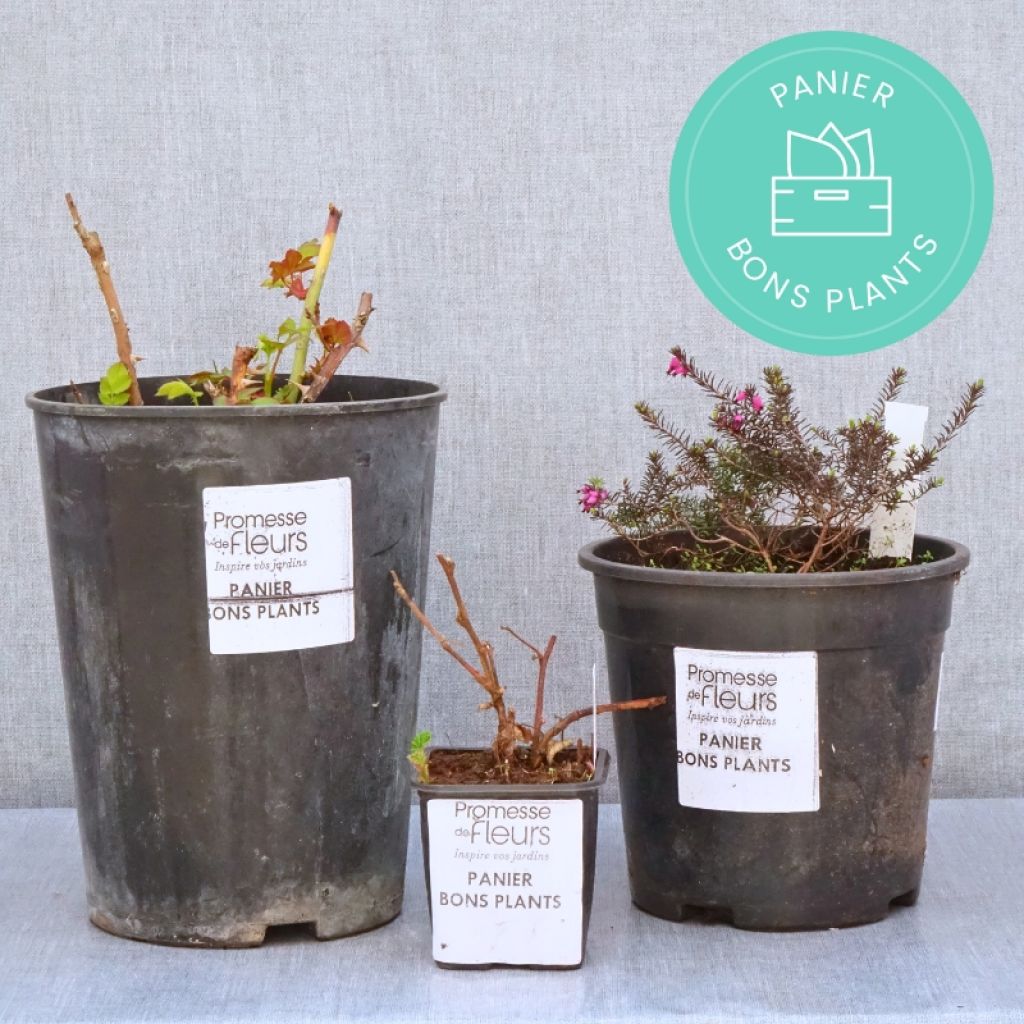 Cesta de Plantas de Calidad