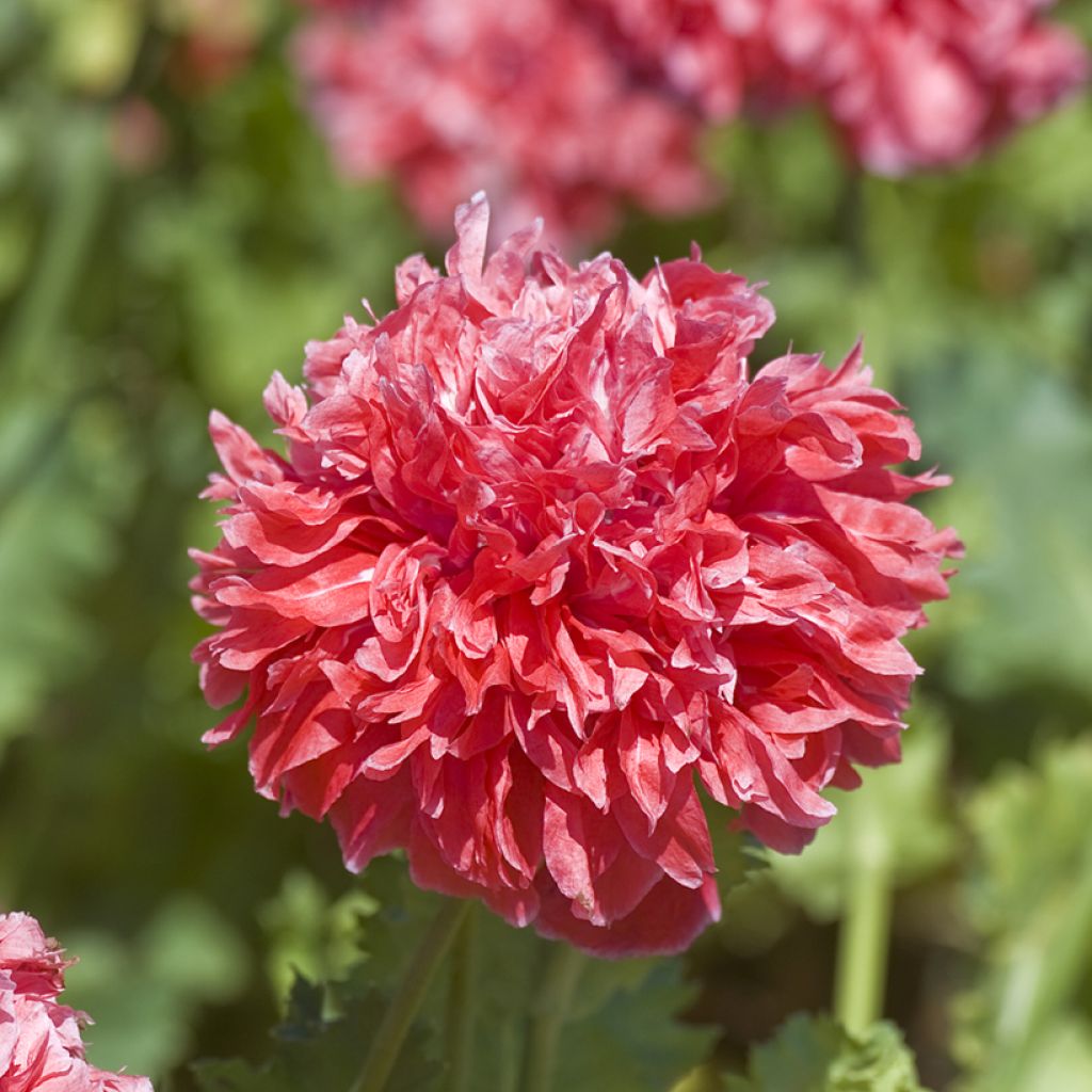 Adormidera Frosted Salmon - Papaver somniferum