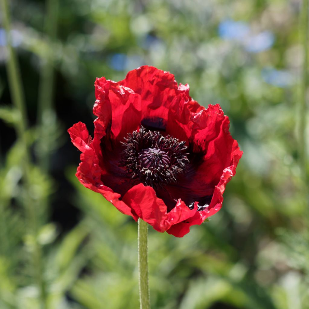 Papaver bracteatum Great Scarlet - Amapola iraní