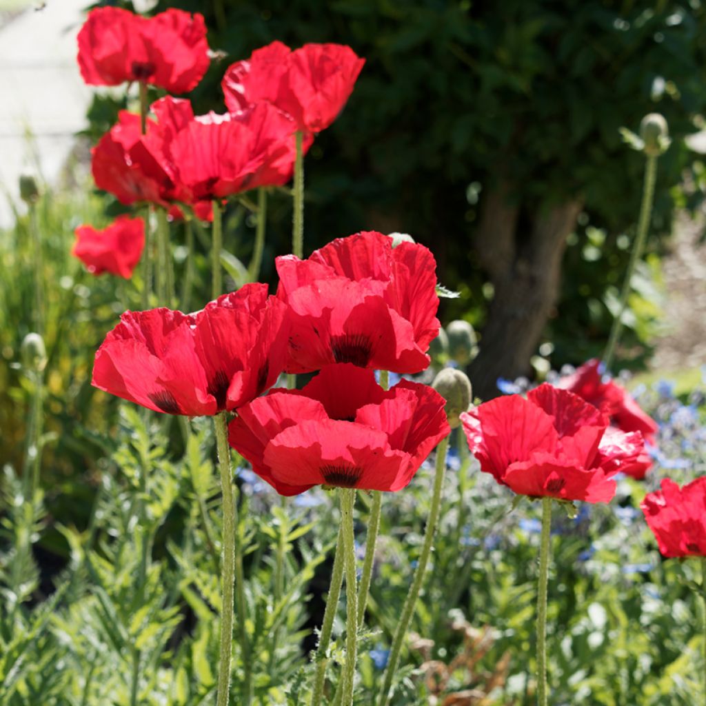 Papaver bracteatum Great Scarlet - Amapola iraní