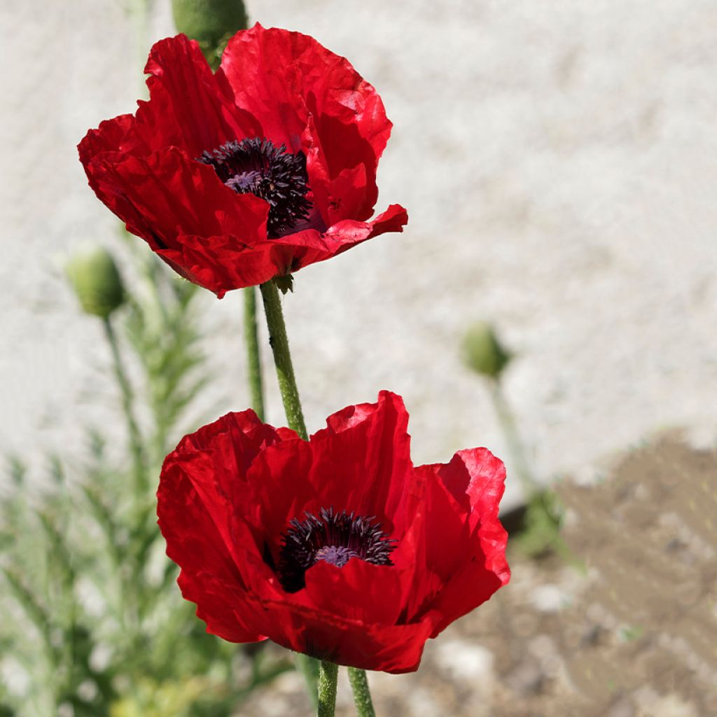 Papaver bracteatum Great Scarlet - Amapola iraní