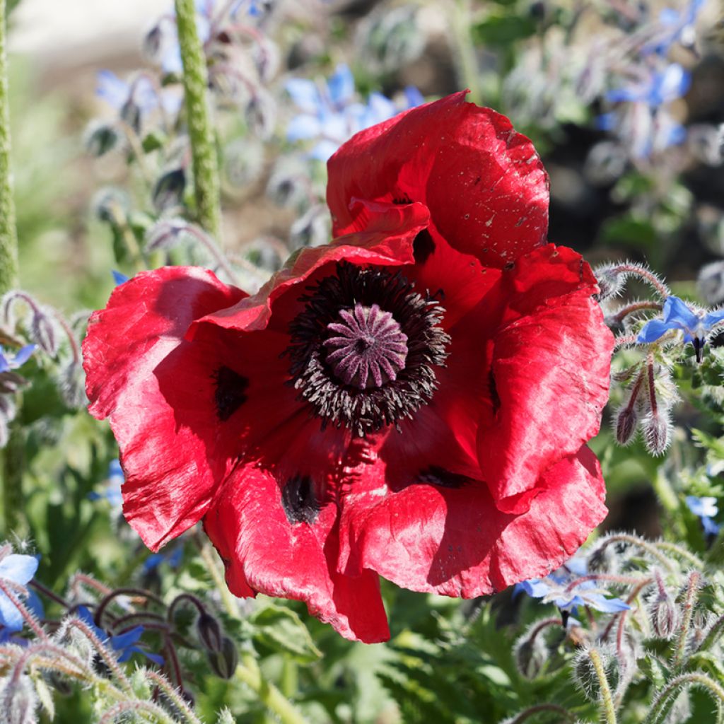 Papaver bracteatum Great Scarlet - Amapola iraní