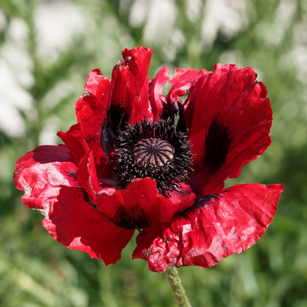 Papaver bracteatum Great Scarlet - Amapola iraní
