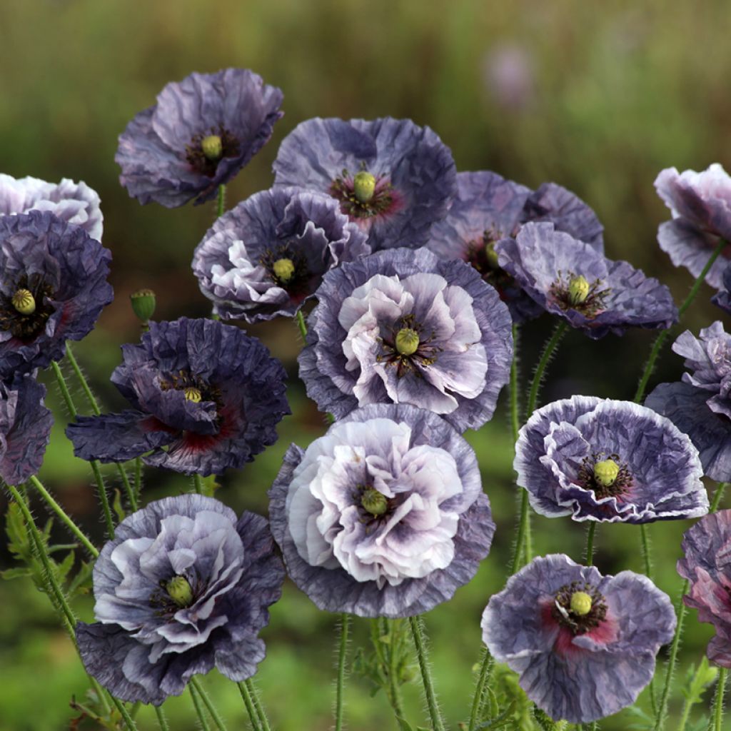 Amapola común Amazing Grey - Papaver rhoeas