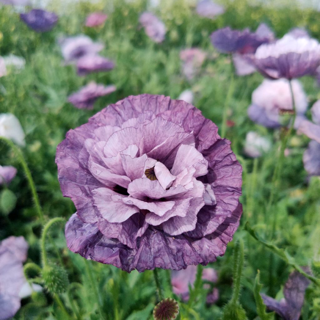 Amapola común Amazing Grey - Papaver rhoeas