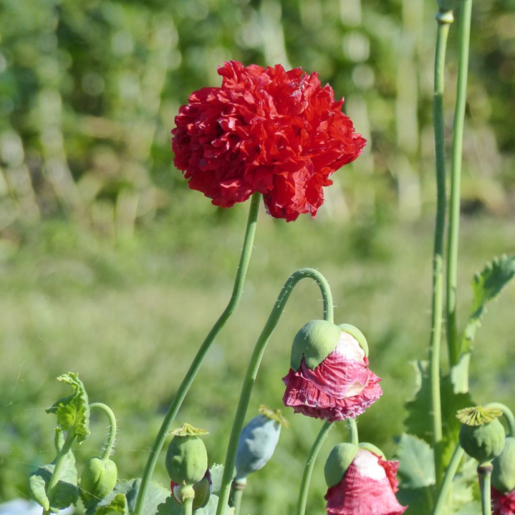 Adormidera Red Peony - Papaver somniferum