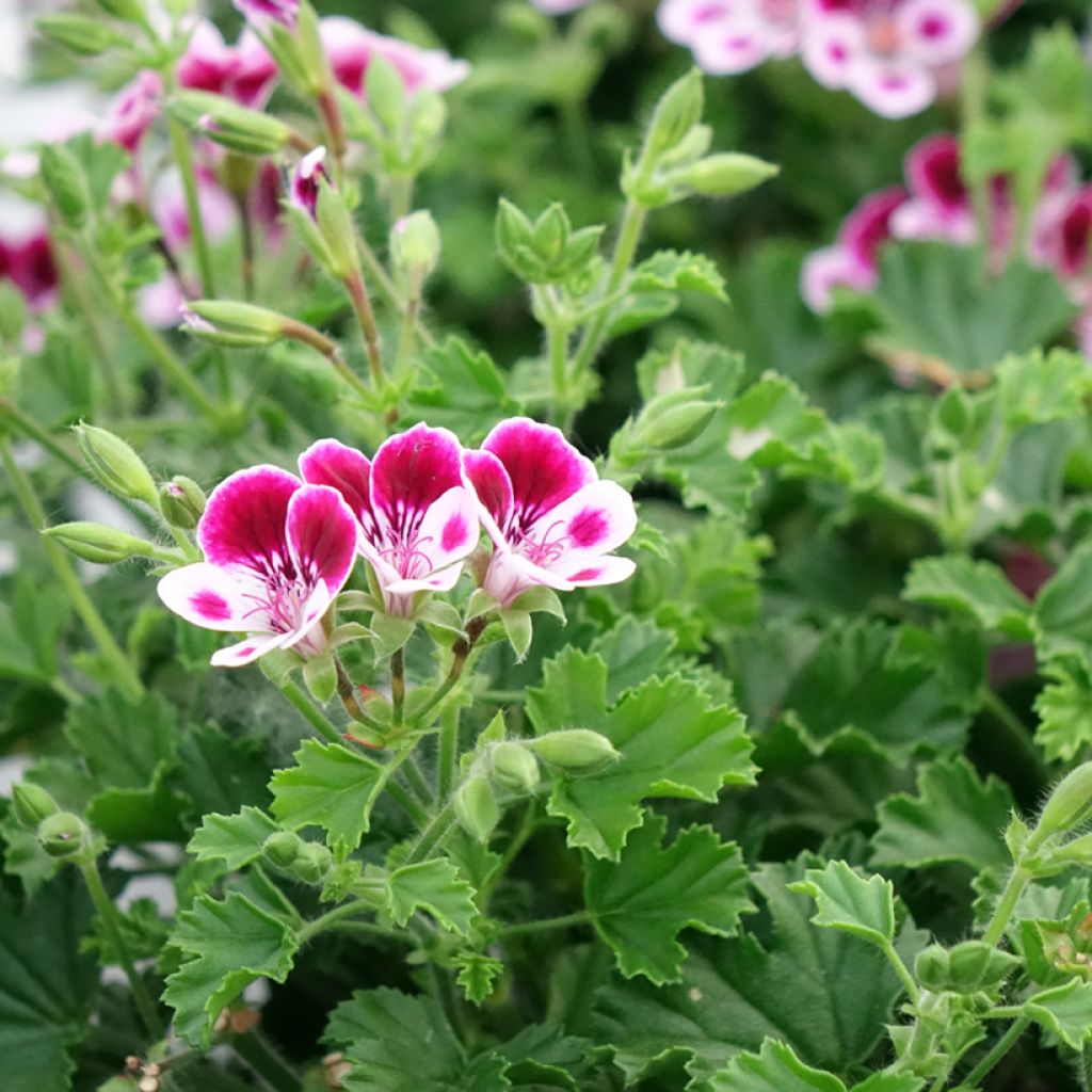 Geranio Mosquitaway Nova- Pelargonium
