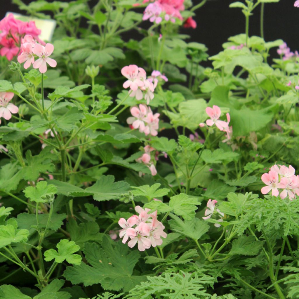 Geranio Sweet Mimosa- Pelargonium