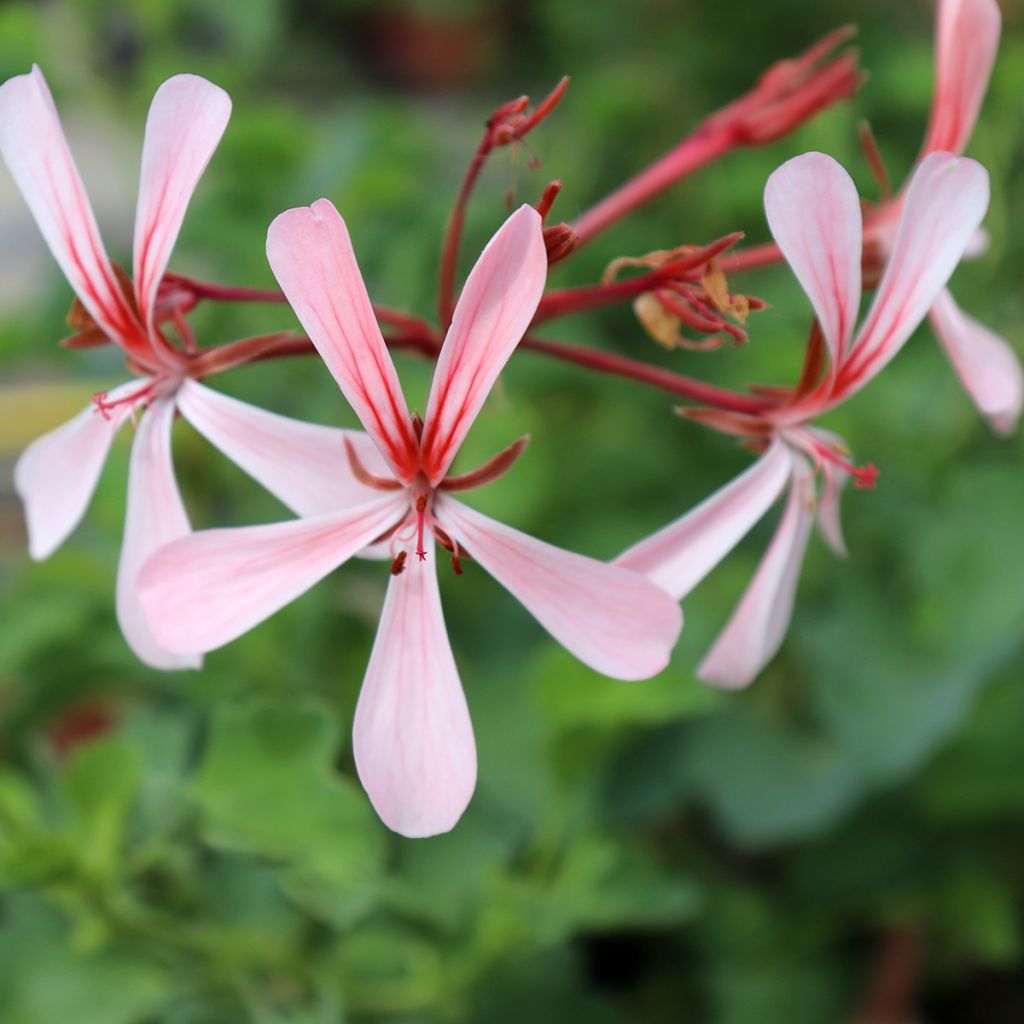 Pelargonium acetosum - Geranio