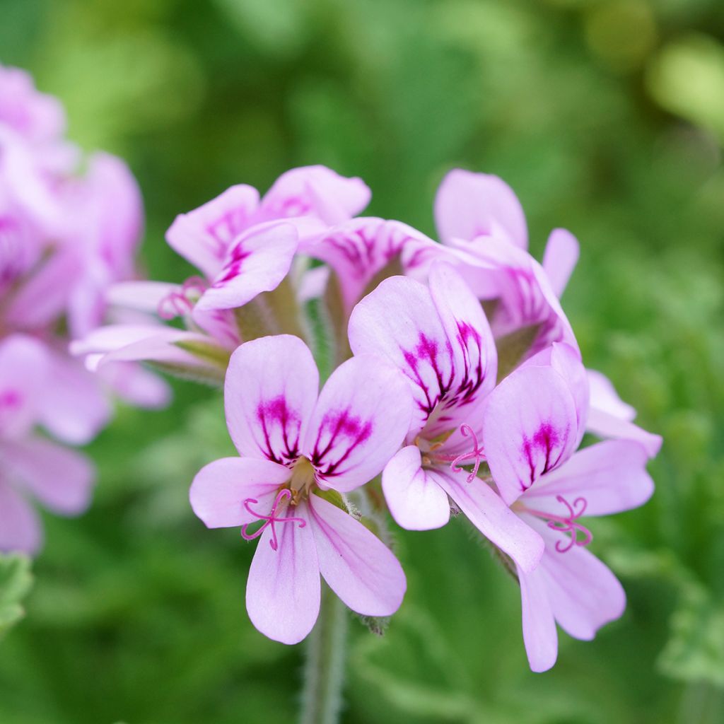 Geranio graveolens White Graveolens- Pelargonium