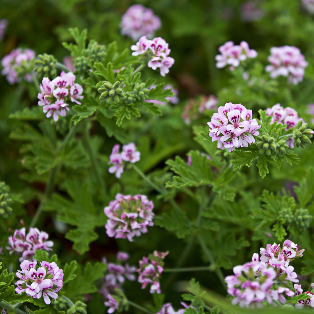 Geranio graveolens White Graveolens- Pelargonium