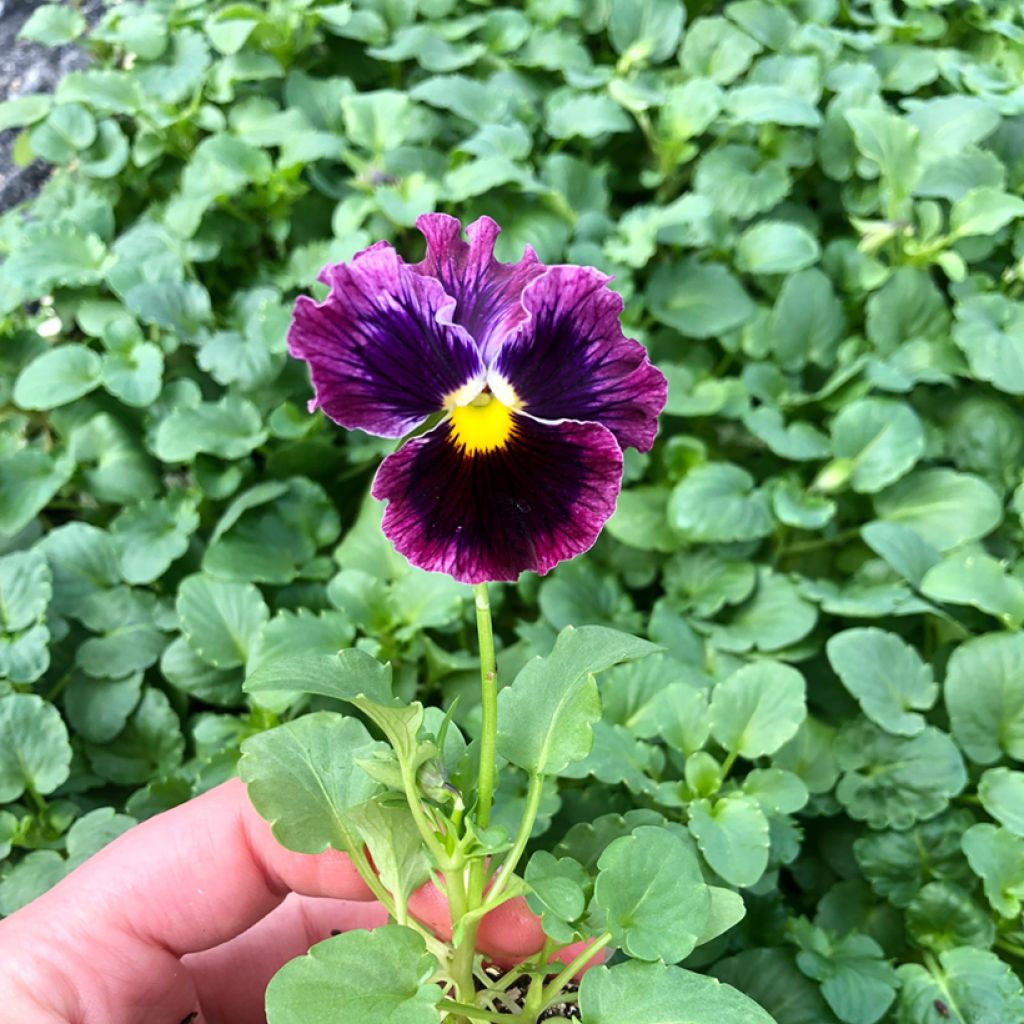 Pensée à fleurs ondulées Farandole en mélange Mini-motte