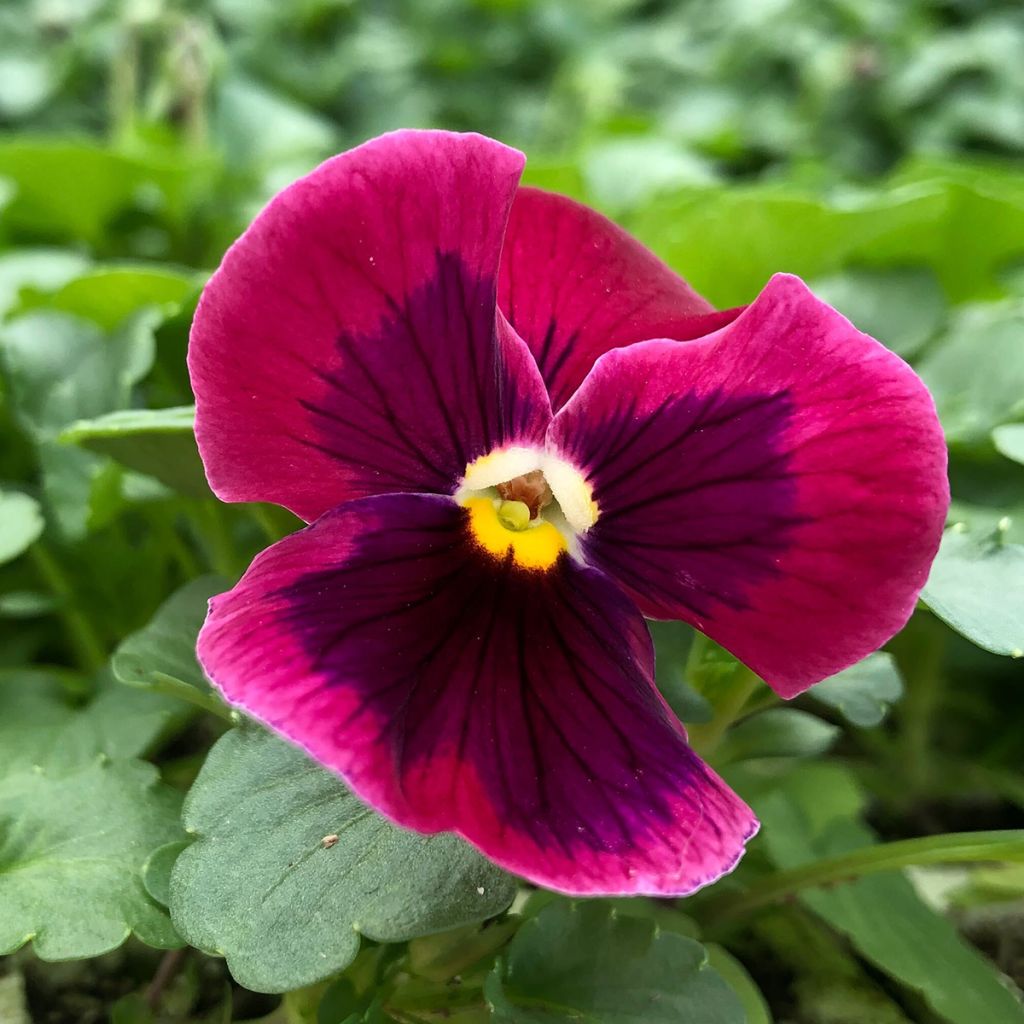 Pensée à fleurs ondulées Farandole en mélange Mini-motte