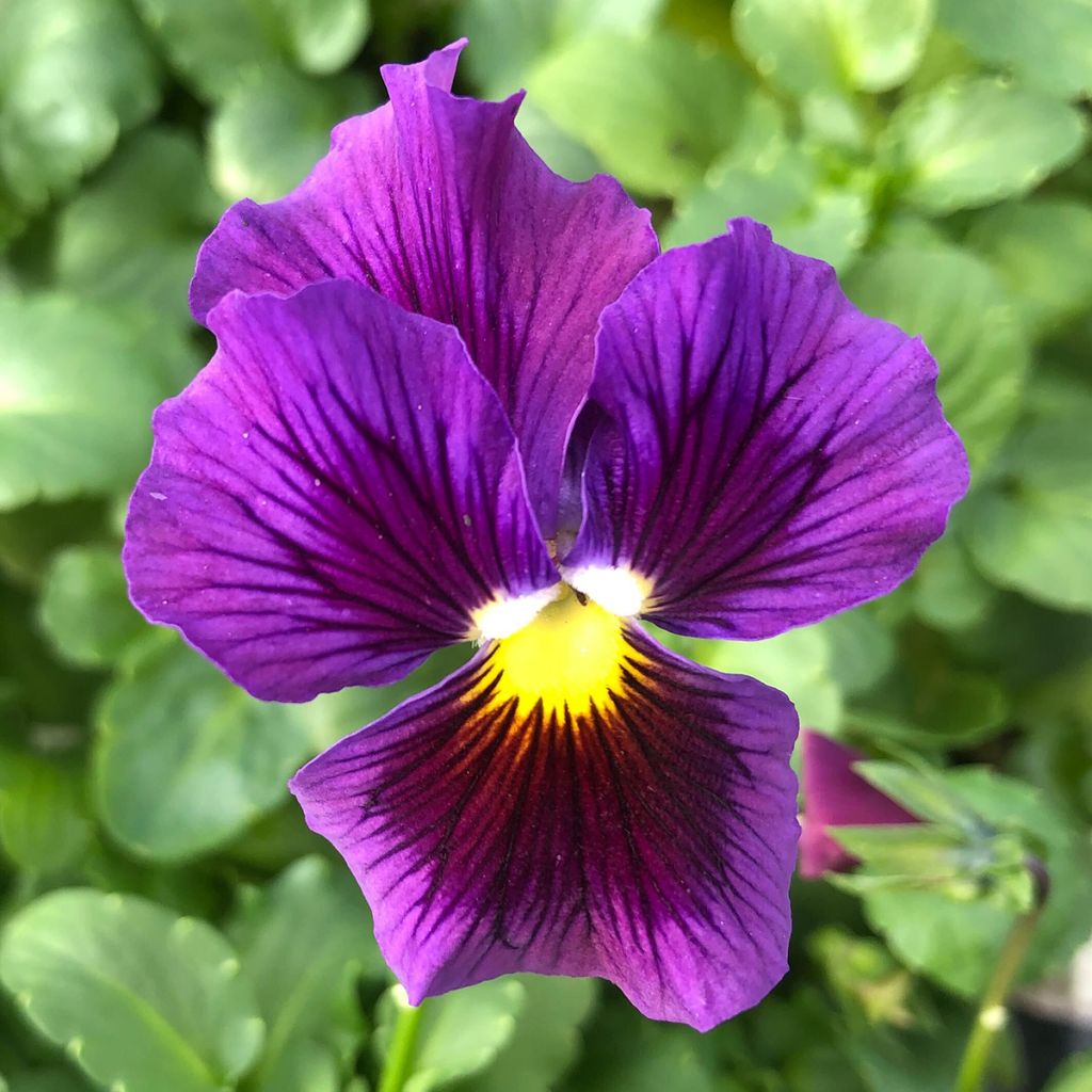 Pensée à fleurs ondulées Farandole en mélange Mini-motte