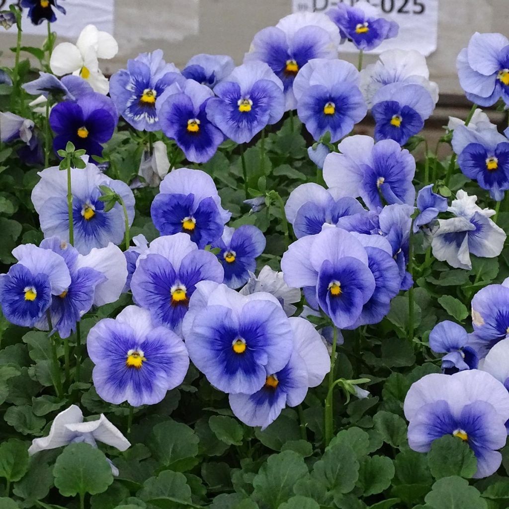 Viola inspire Metallic Blue Blotch - Violeta