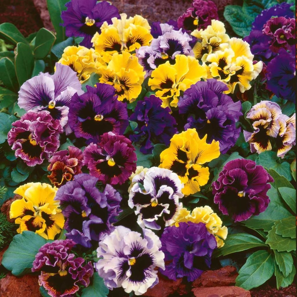 Pensée à fleurs ondulées Farandole en mélange Mini-motte
