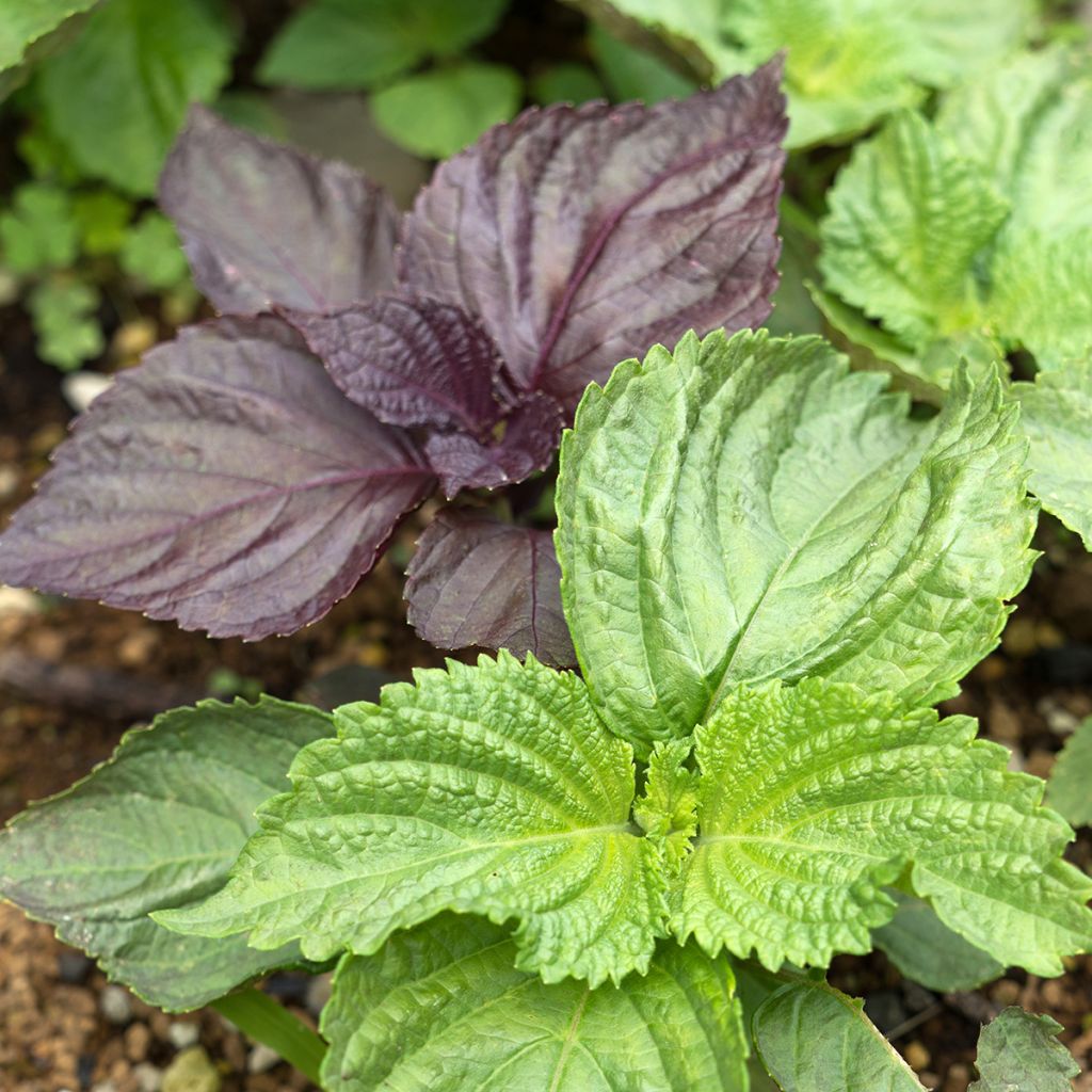 Perilla verde