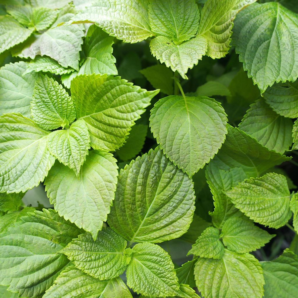 Perilla verde
