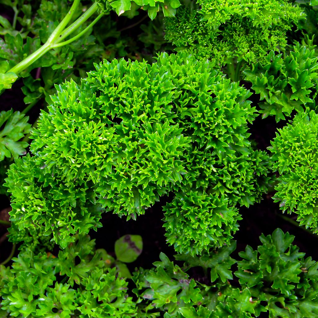 Perejil rizado verde oscuro