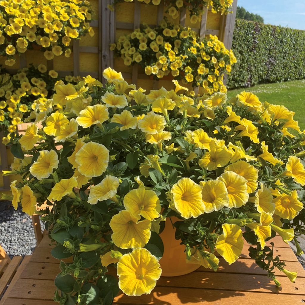 Petunia Bee's Knees