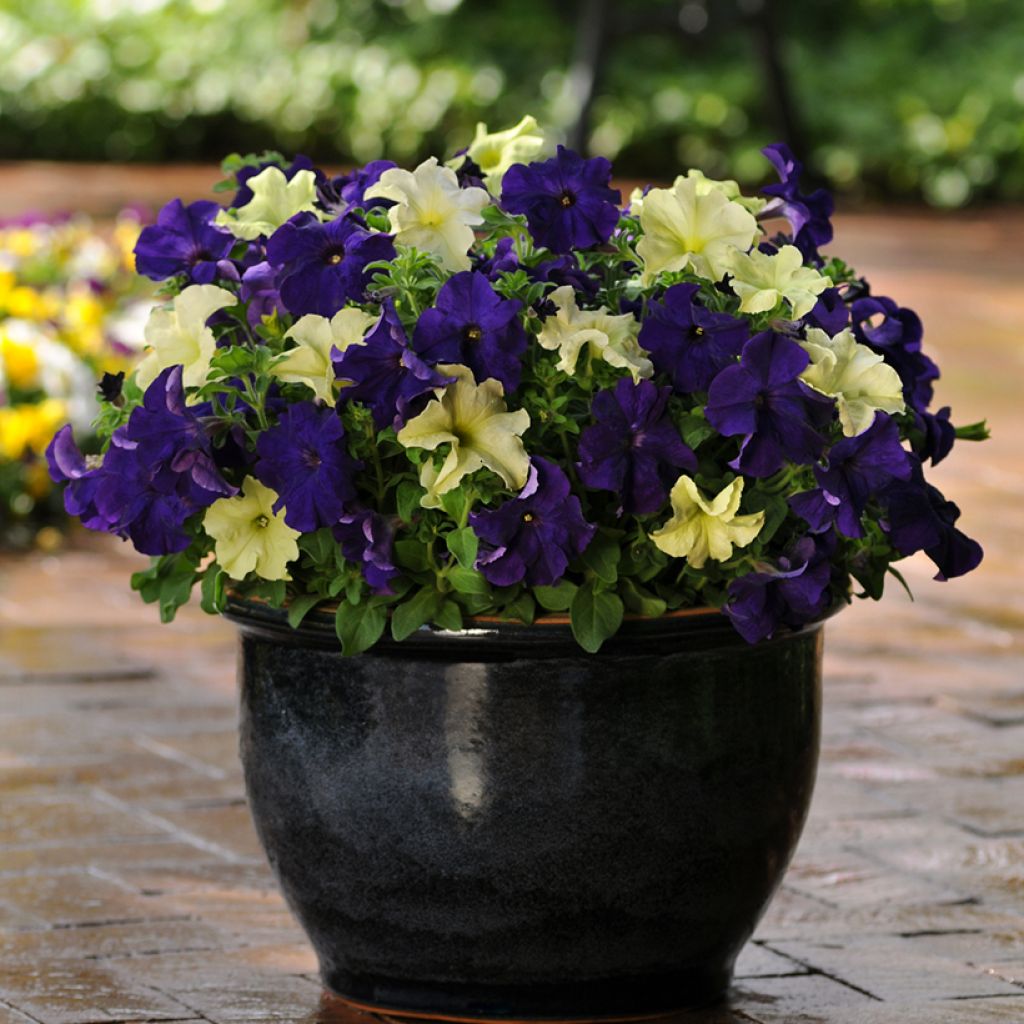 Petunia Blueberry Lime