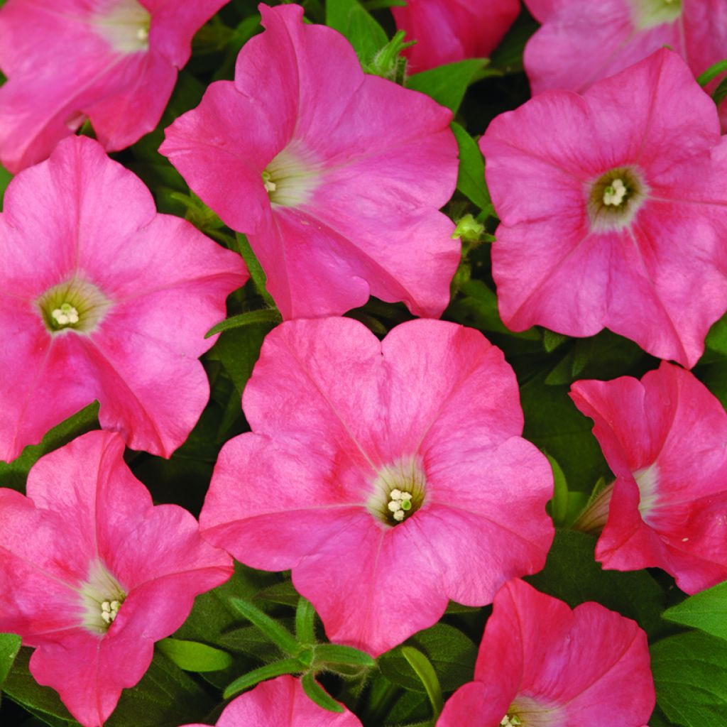Petunia Coral Reef