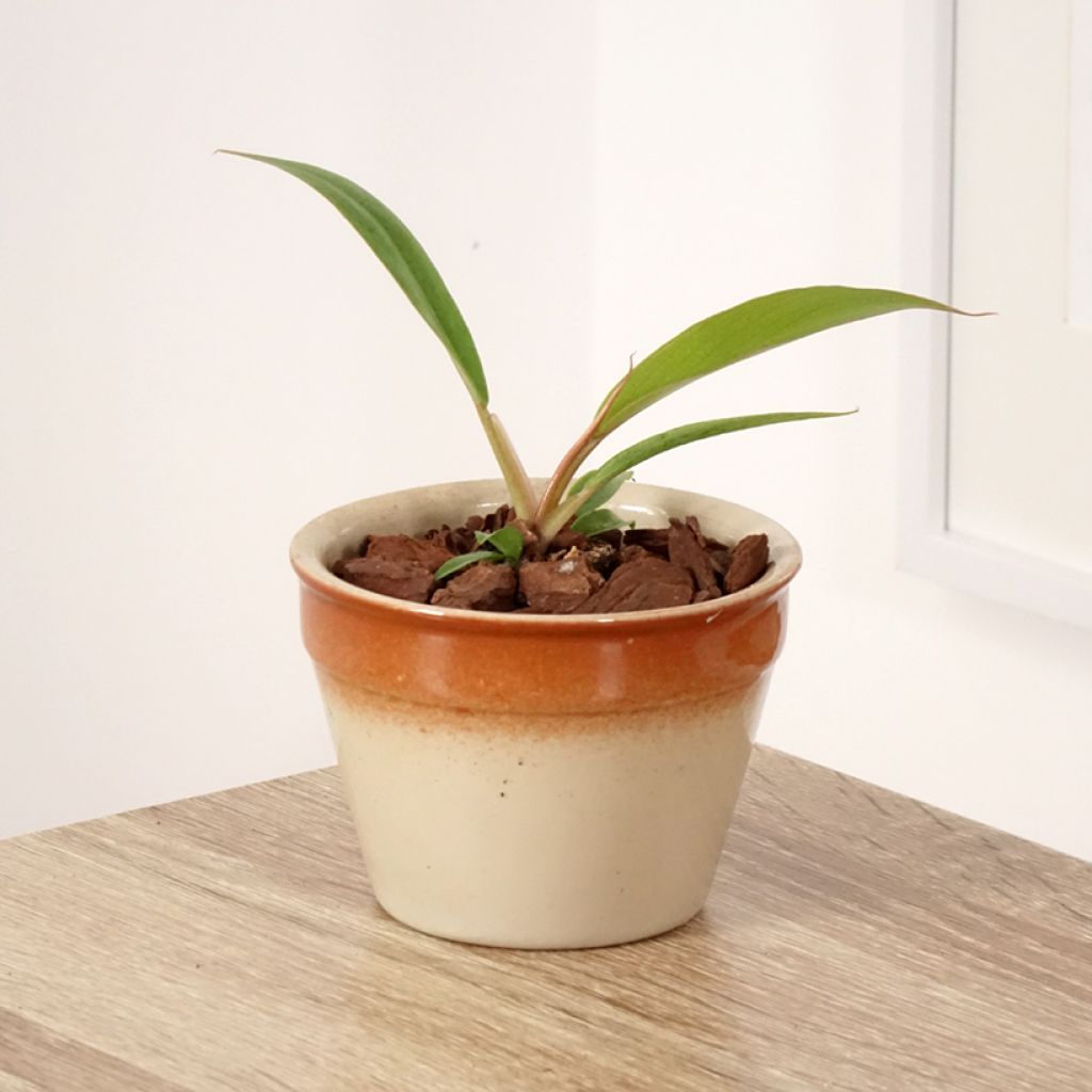 Philodendron Caramel Pluto - Filodendro