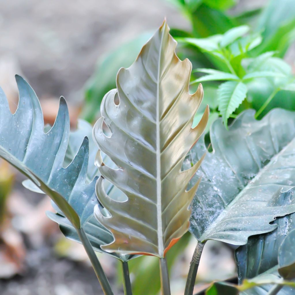 Philodendron Caramel Pluto - Filodendro