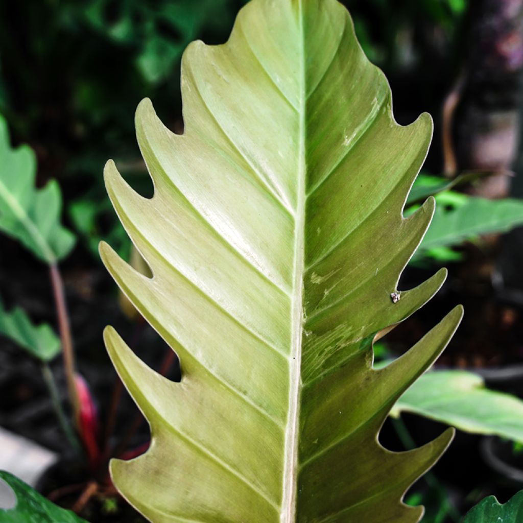 Philodendron Caramel Pluto - Filodendro