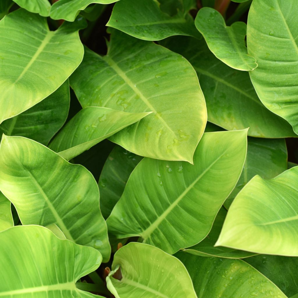 Philodendron Imperial Green