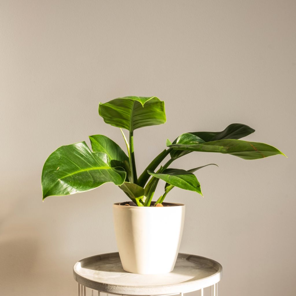 Philodendron Imperial Green