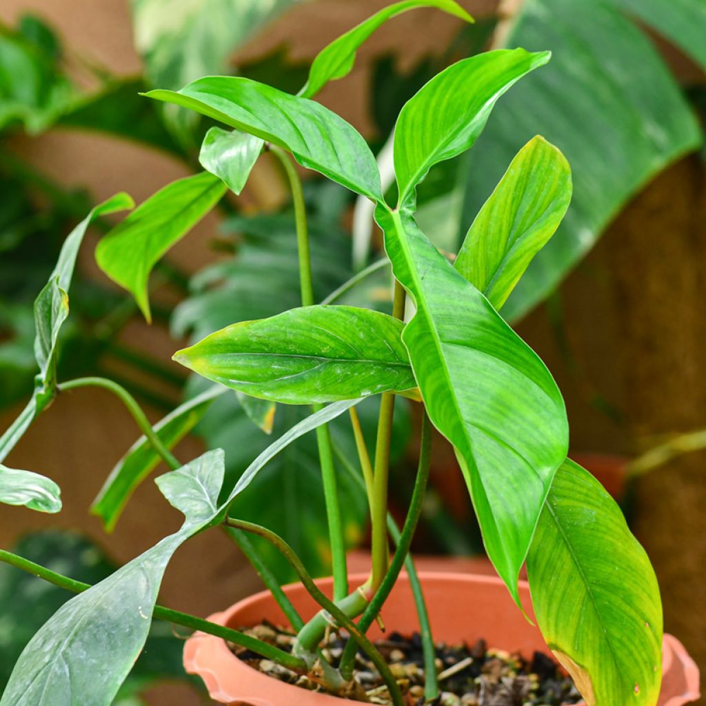Philodendron x joepii - Filodendro