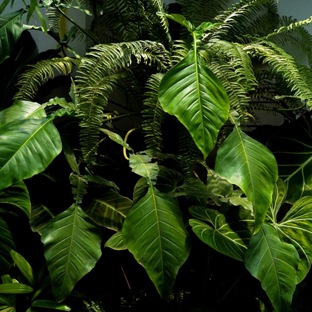 Philodendron x joepii - Filodendro