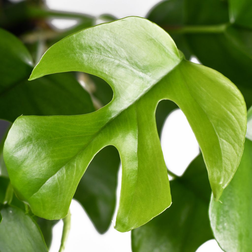 Philodendron Minima - Monstera minima