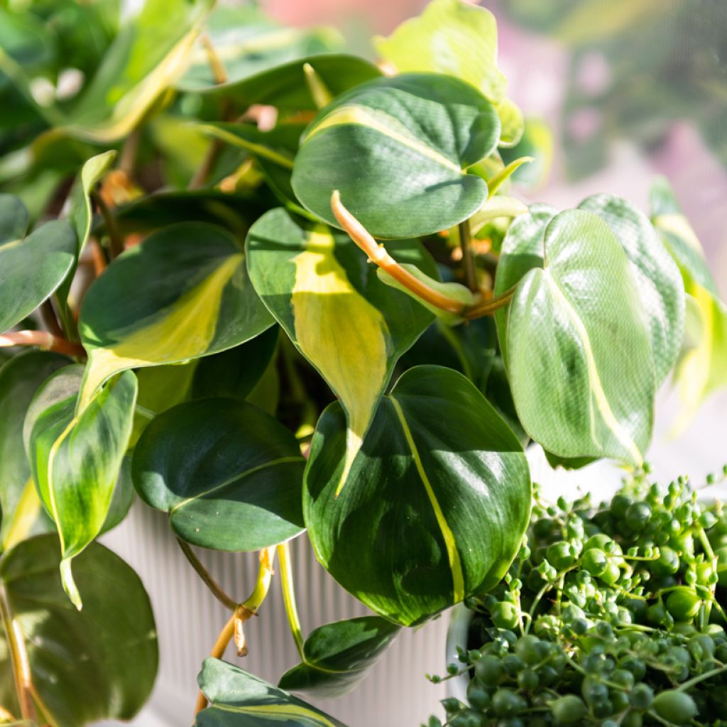 Philodendron scandens Brasil