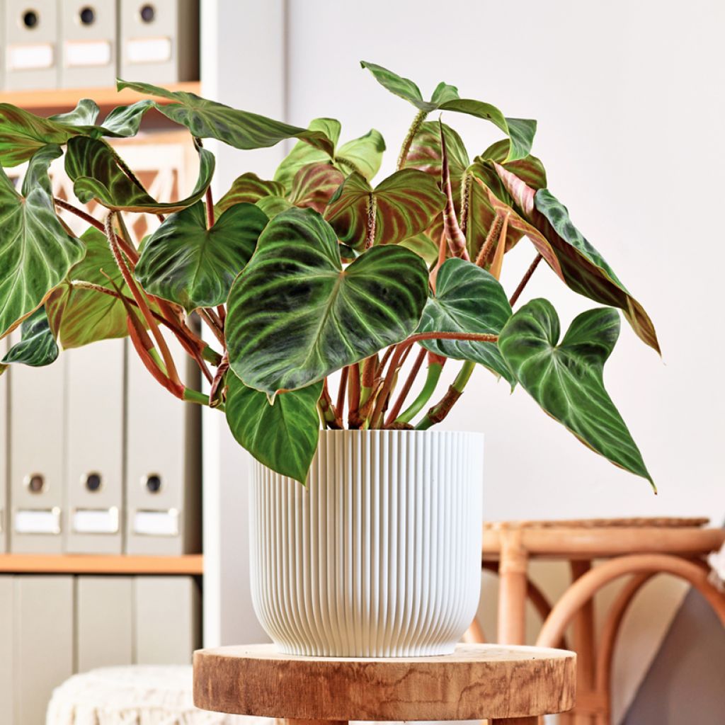 Philodendron verrucosum