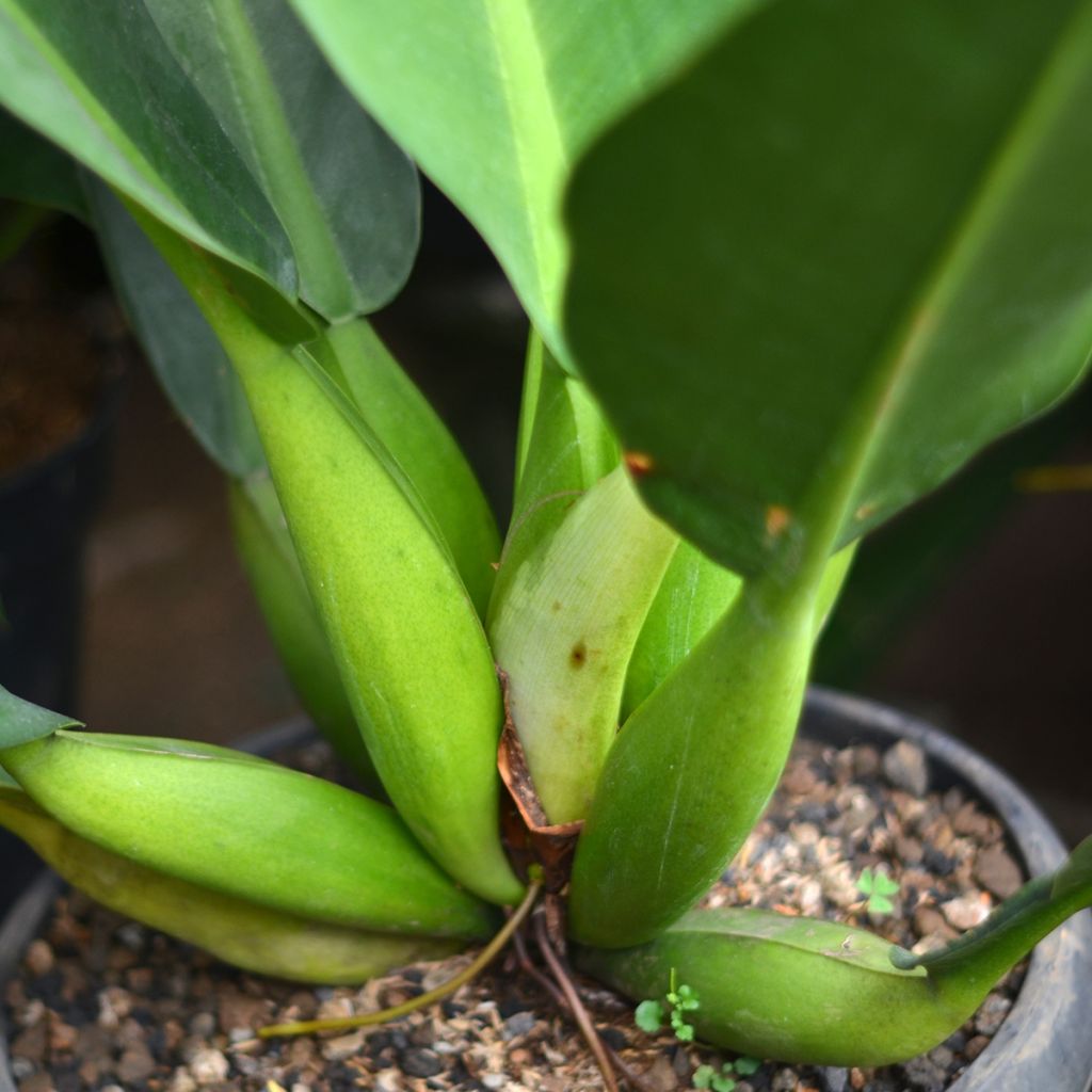 Philodendron martianum Fat Boy - Filodendro