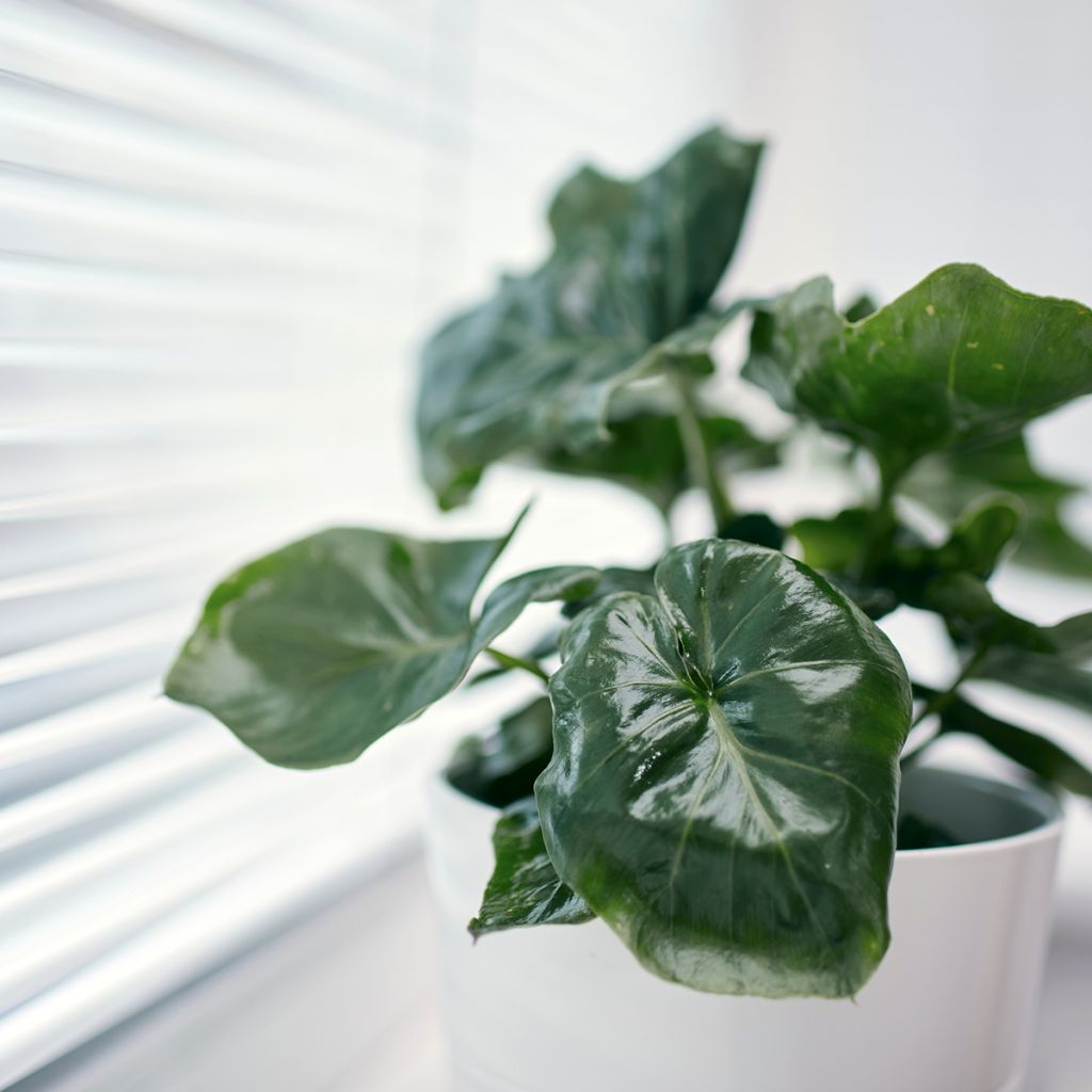 Philodendron Jungle (selloum x goeldii) - Filodendro