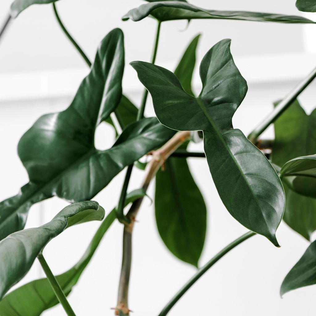 Philodendron longilobatum - Filodendro