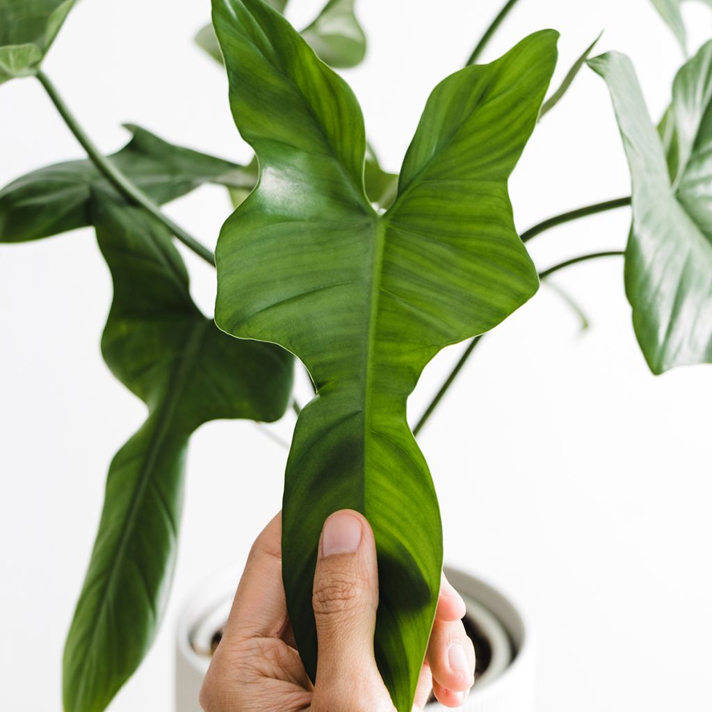 Philodendron longilobatum - Filodendro