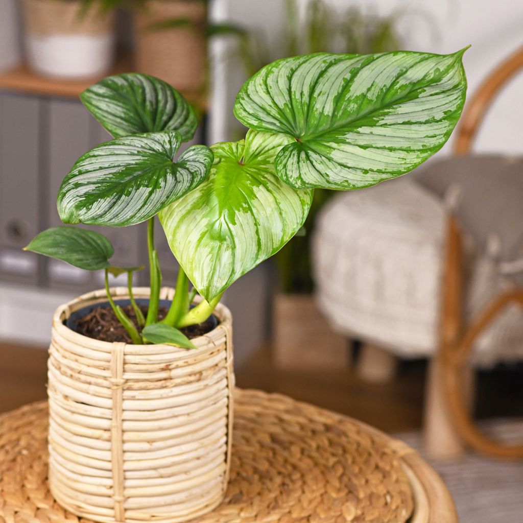 Philodendron mamei - Filodendro