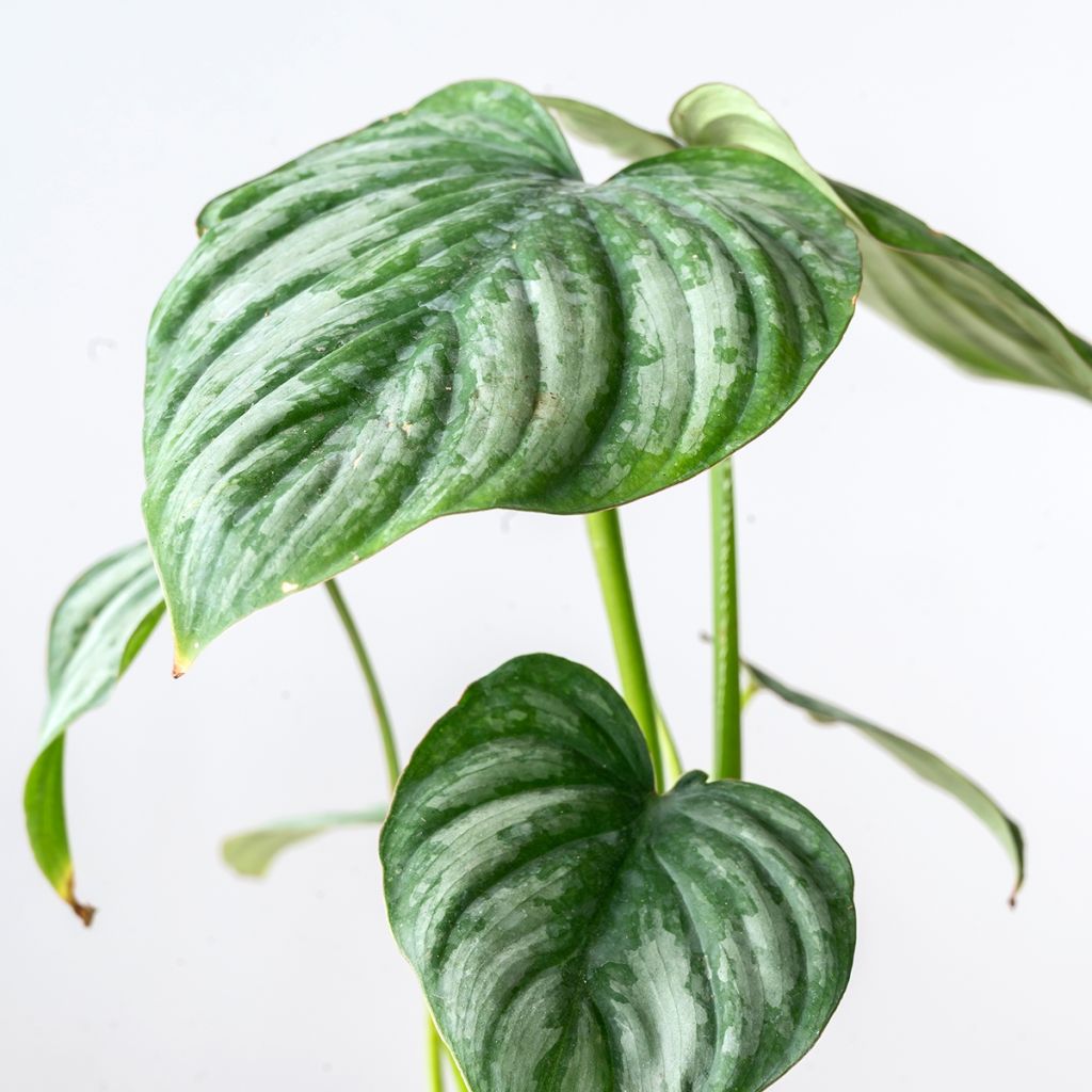 Philodendron mamei - Filodendro