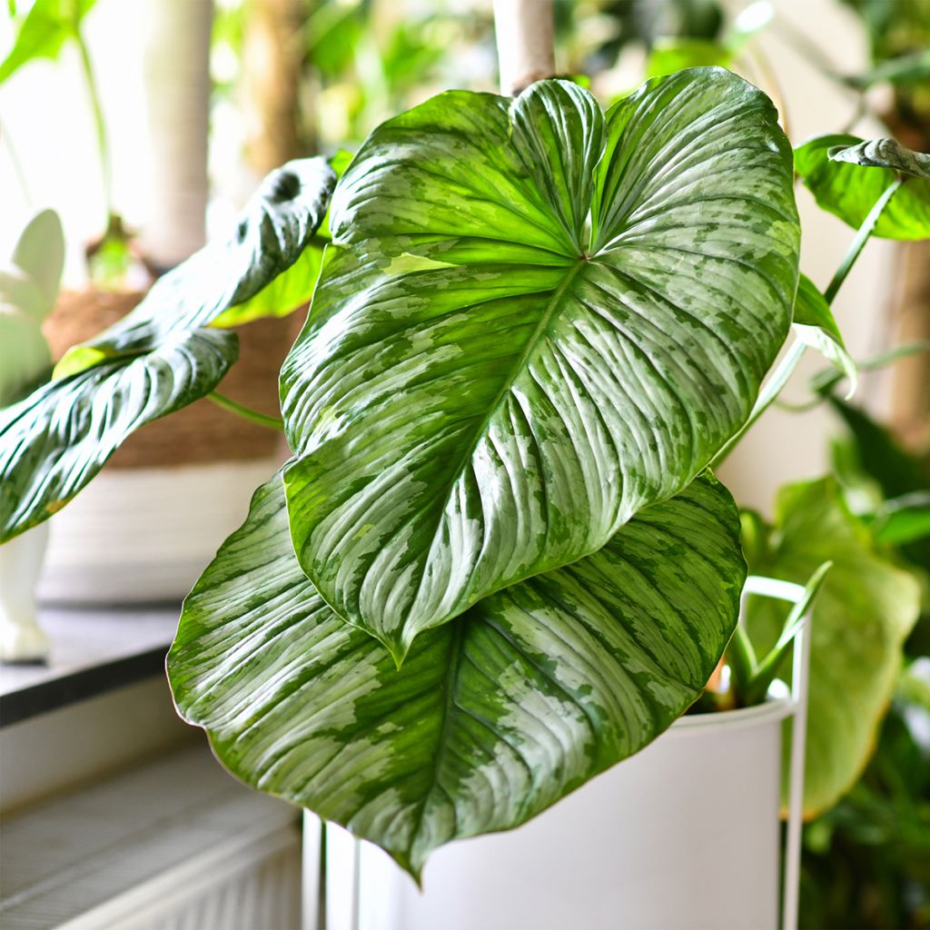 Philodendron mamei - Filodendro