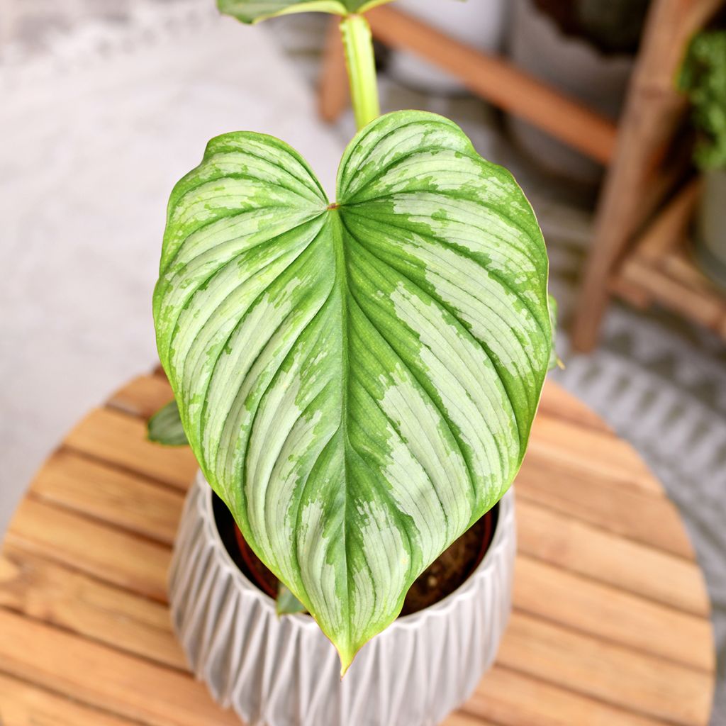 Philodendron mamei - Filodendro
