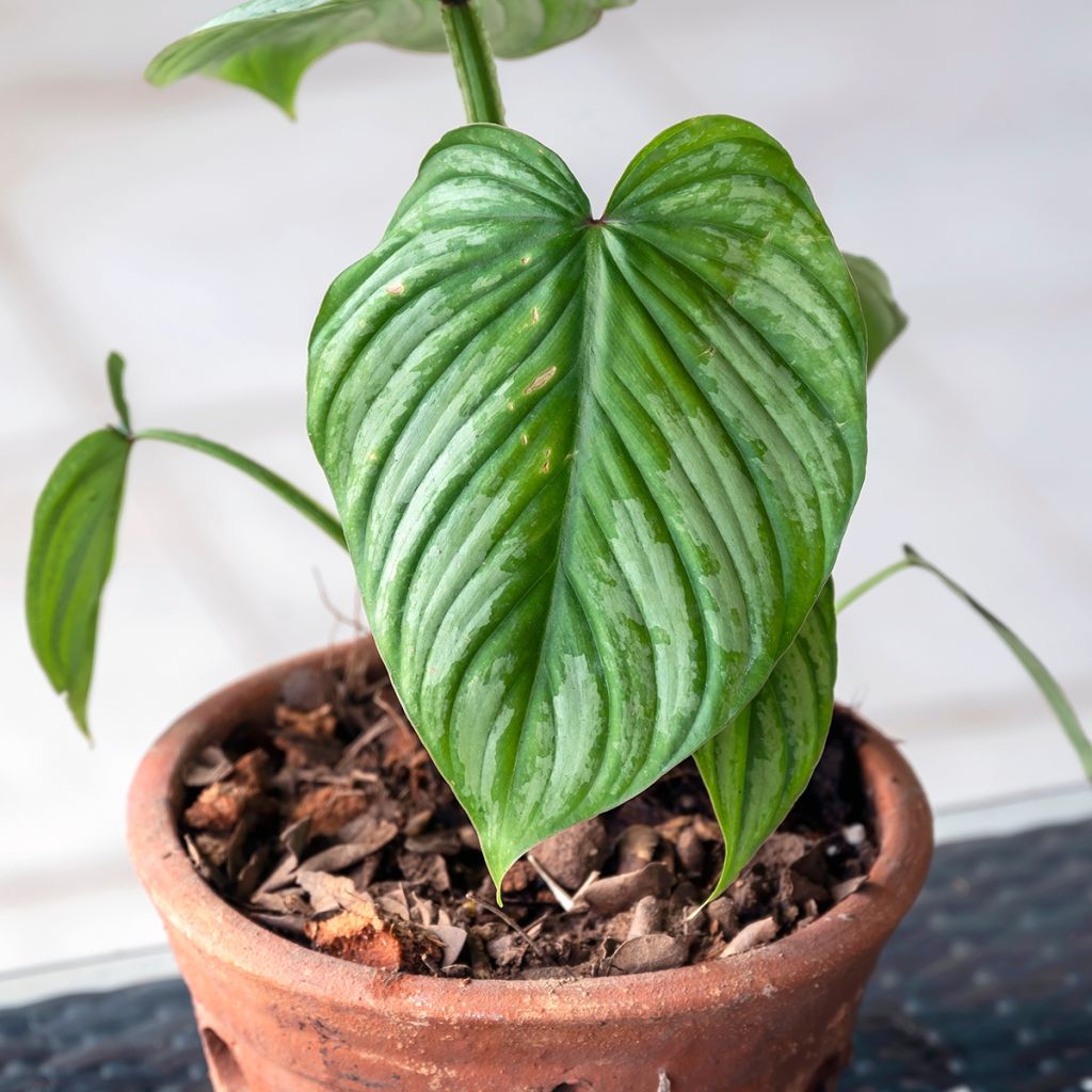 Philodendron mamei - Filodendro