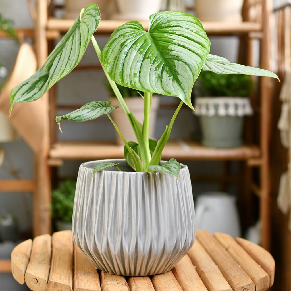 Philodendron mamei - Filodendro