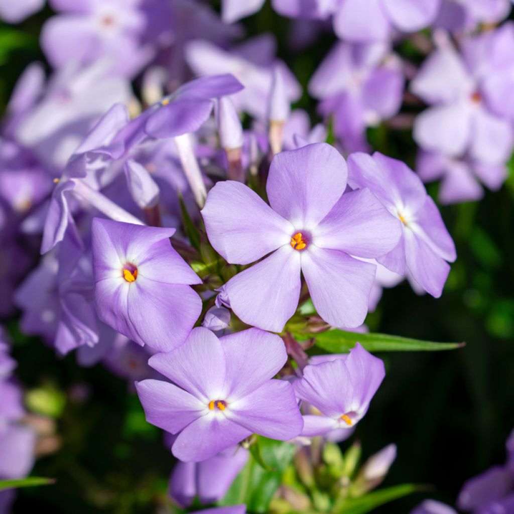 Phlox idahonis -